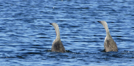 Ты глянь, чё это там?