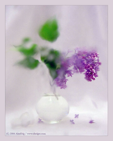 Lilac (still life)