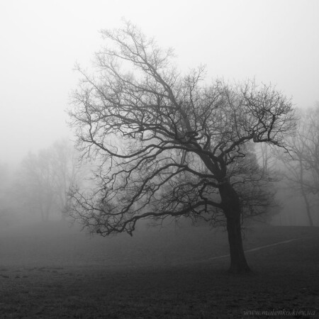 Maksimir park in the fog
