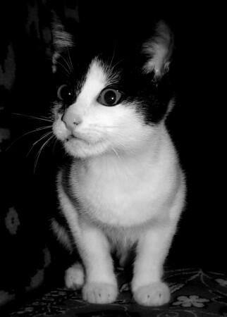 котенок с улицы Лизюкова