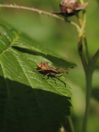 мистер Фрак