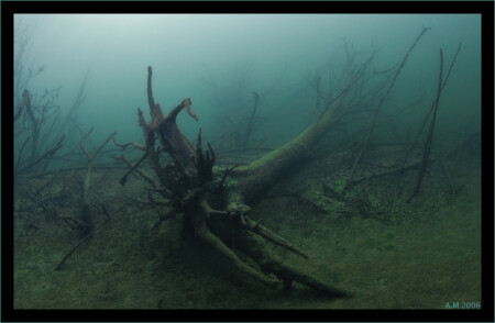Deep Forest