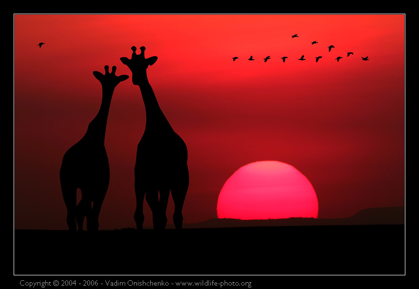 Magic Africa