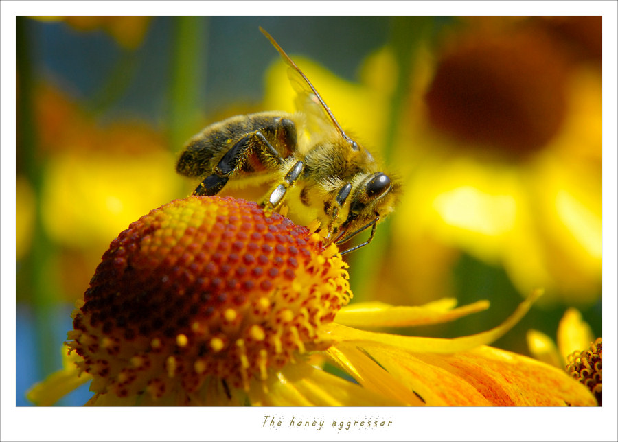 # The honey aggressor #
