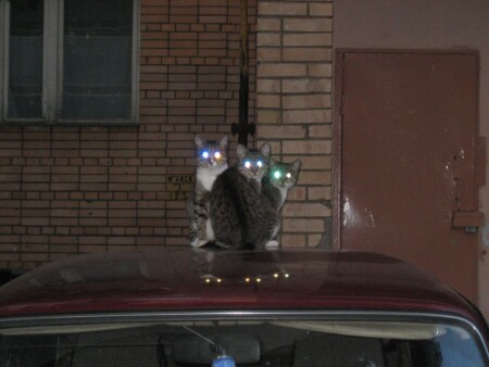 утреннее видение