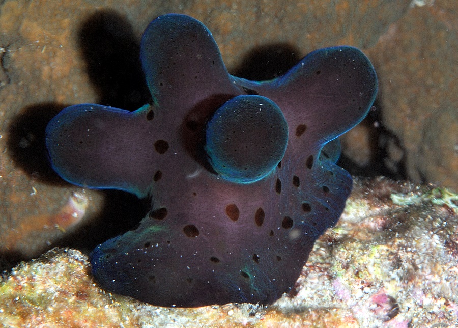 Coriocella hibyae