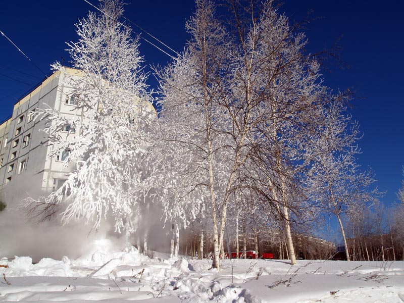 Белая береза