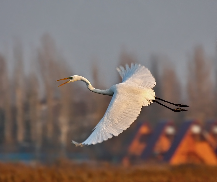 Недовольная