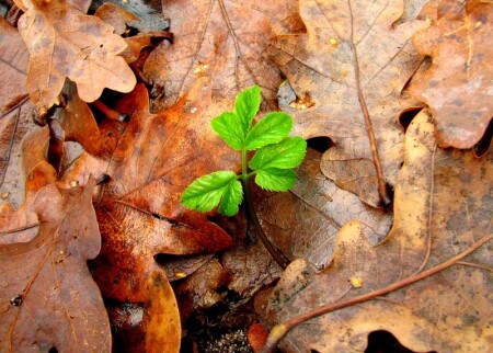 Новая жизнь