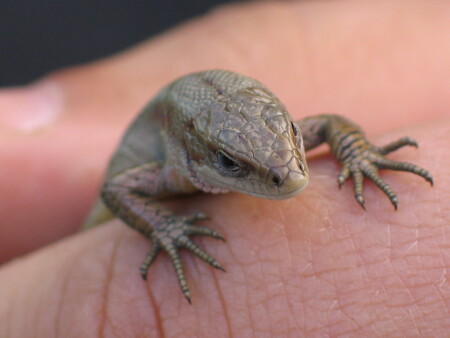 Держусь всеми лапами...