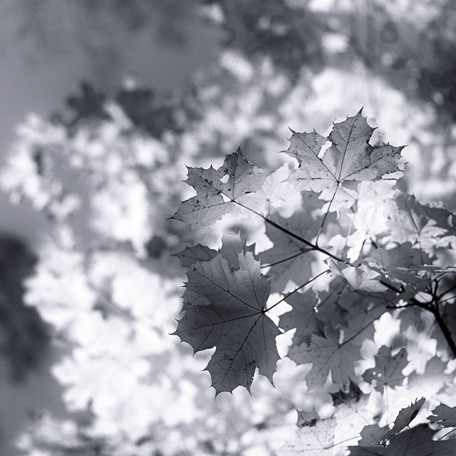under a maple tree