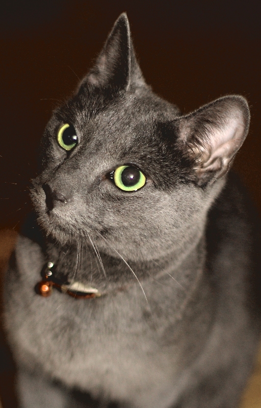 Про кота