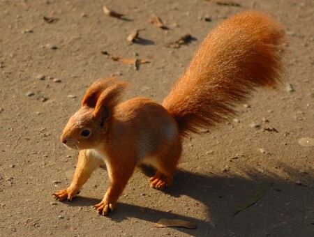 ИИИИ.....ГАВ !