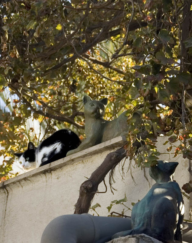 Кошки