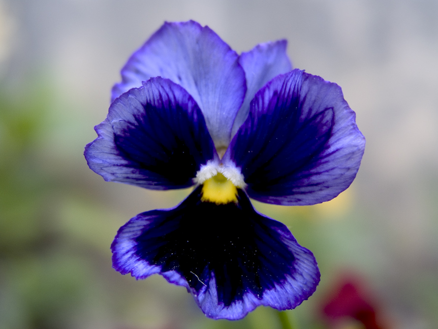 Flora incognita #11