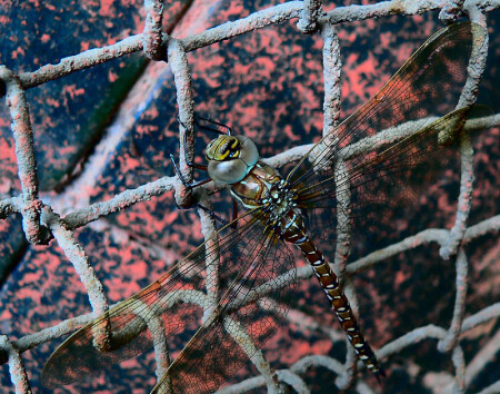 Industrial dragonfly