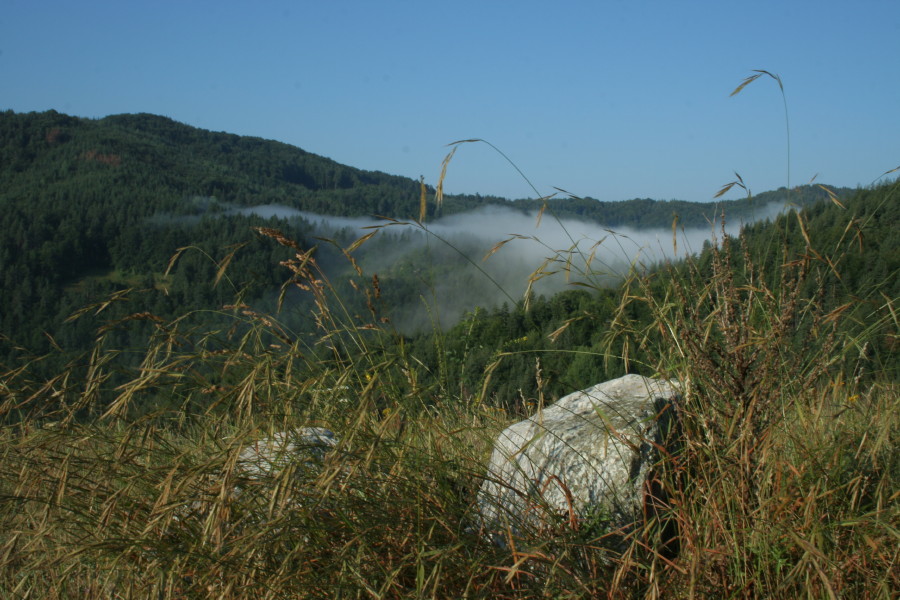 Молочная река, лесные берега
