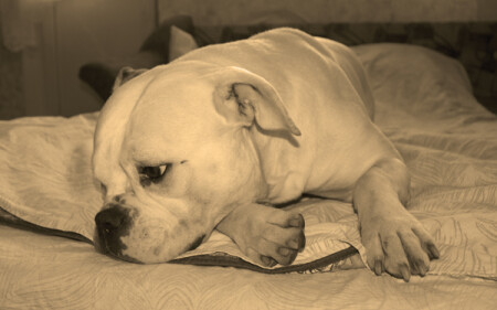 It's all in a dog's life