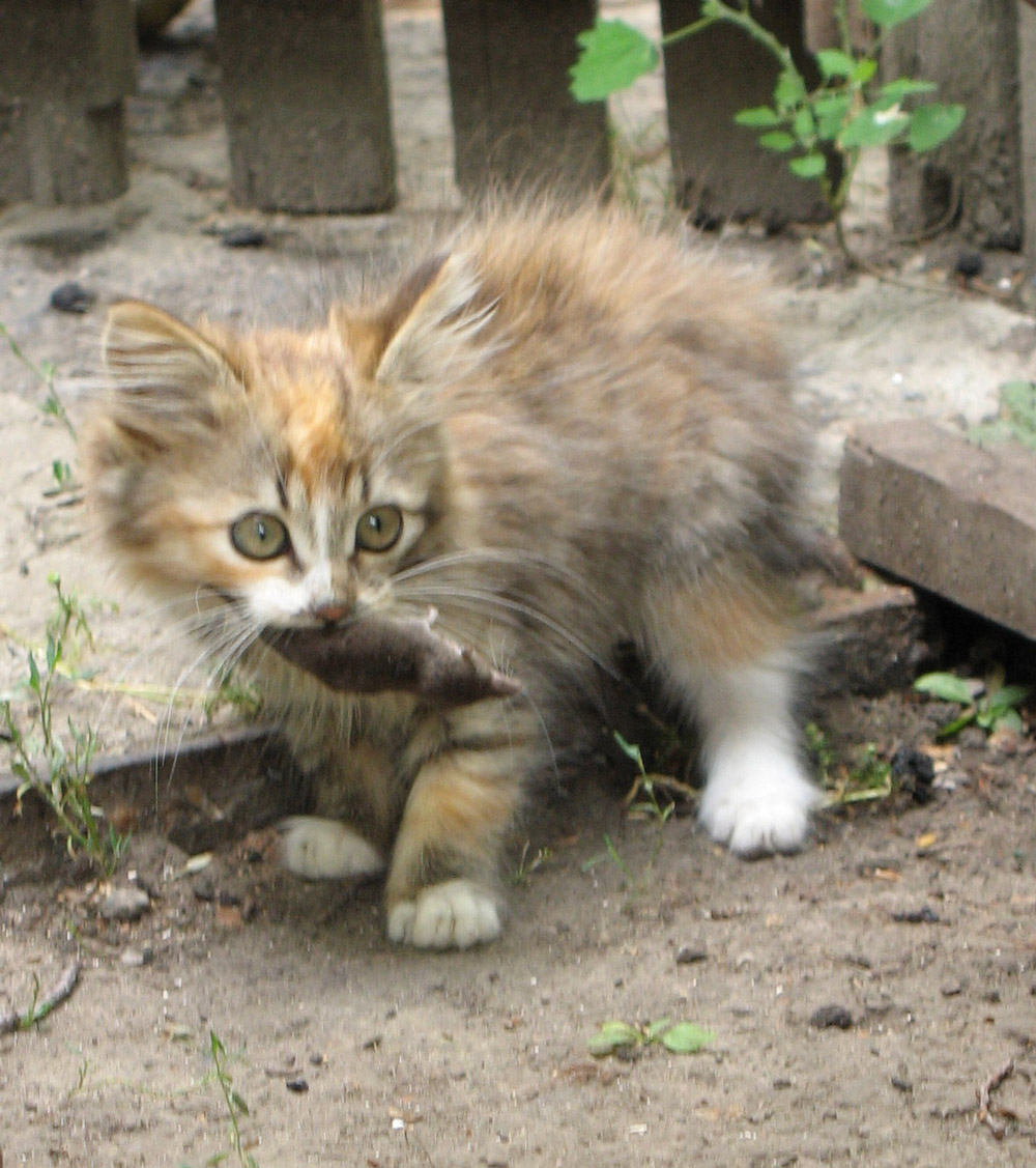 кошки-крошки