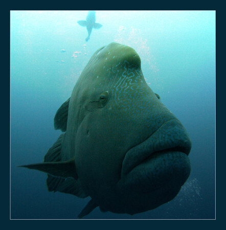 Big fish