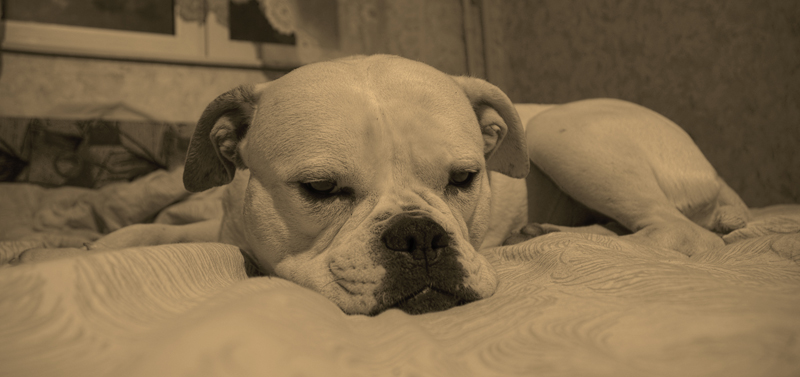 It's all 'bout dogs