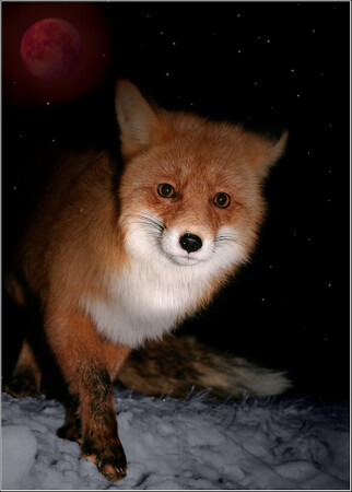 Moon Fox