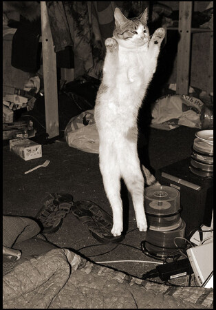 *BALLETT WHISKAS* MOSCOW