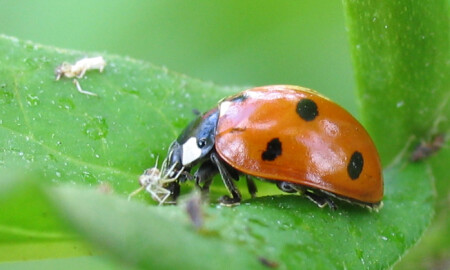 Завтрак на траве