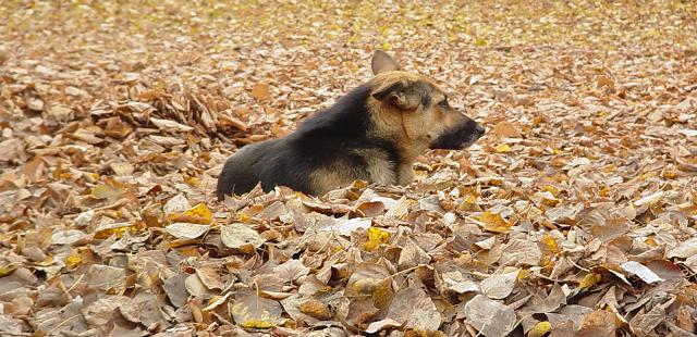 Окопавшись в теплых листьях
