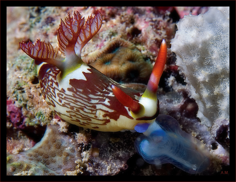 Nudibranch