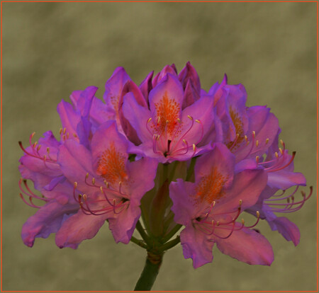 Rhododendron