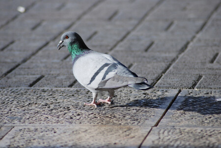 Очередное утро в поисках завтрака!