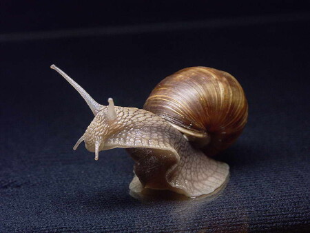 На всех парах