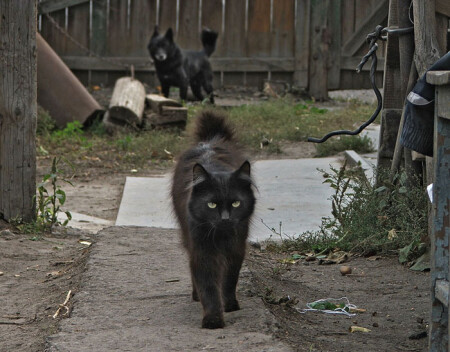 Права и обязанности