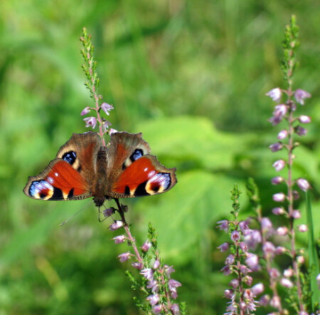 Во всей красе...
