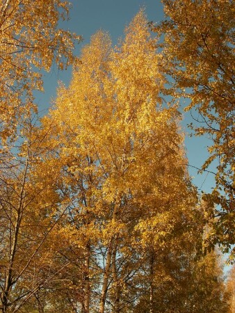 Осень в Питере