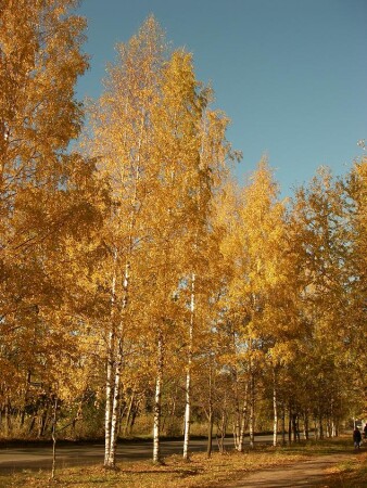 Осень в Питере