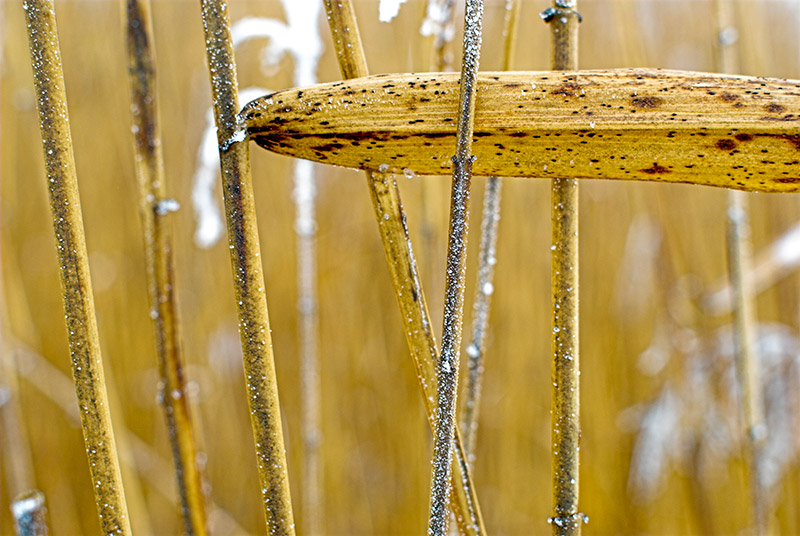 Oriental winter abstract