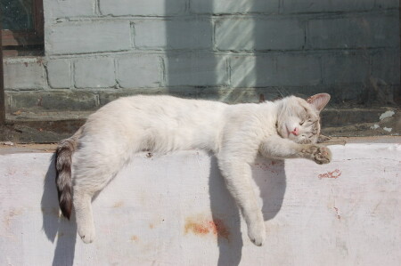 Лето в разгаре.......