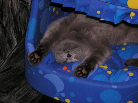 Утро-Кот спит