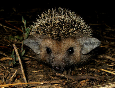 Первый ёжик (задумчивый)