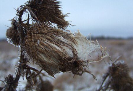 застывший ветер