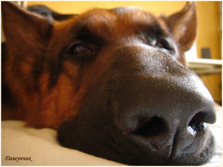 Носатик...2