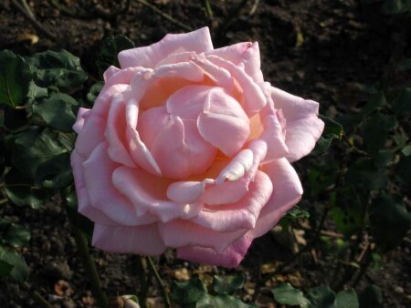 Розы в осенней Праге