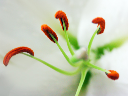 Flo