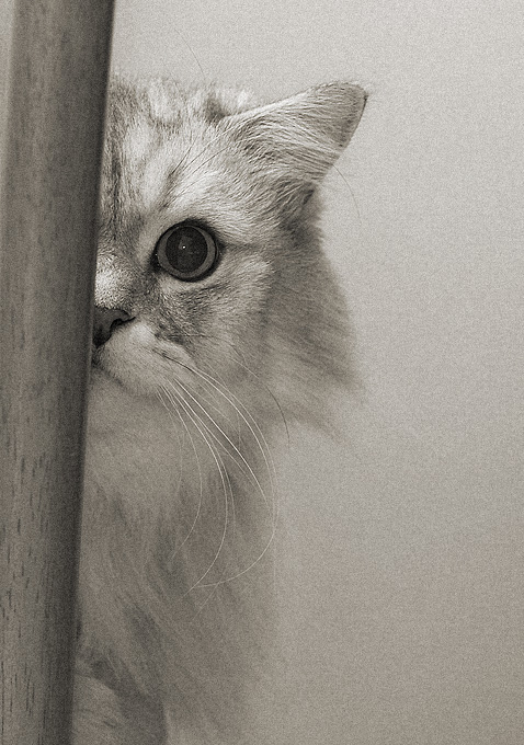про кота
