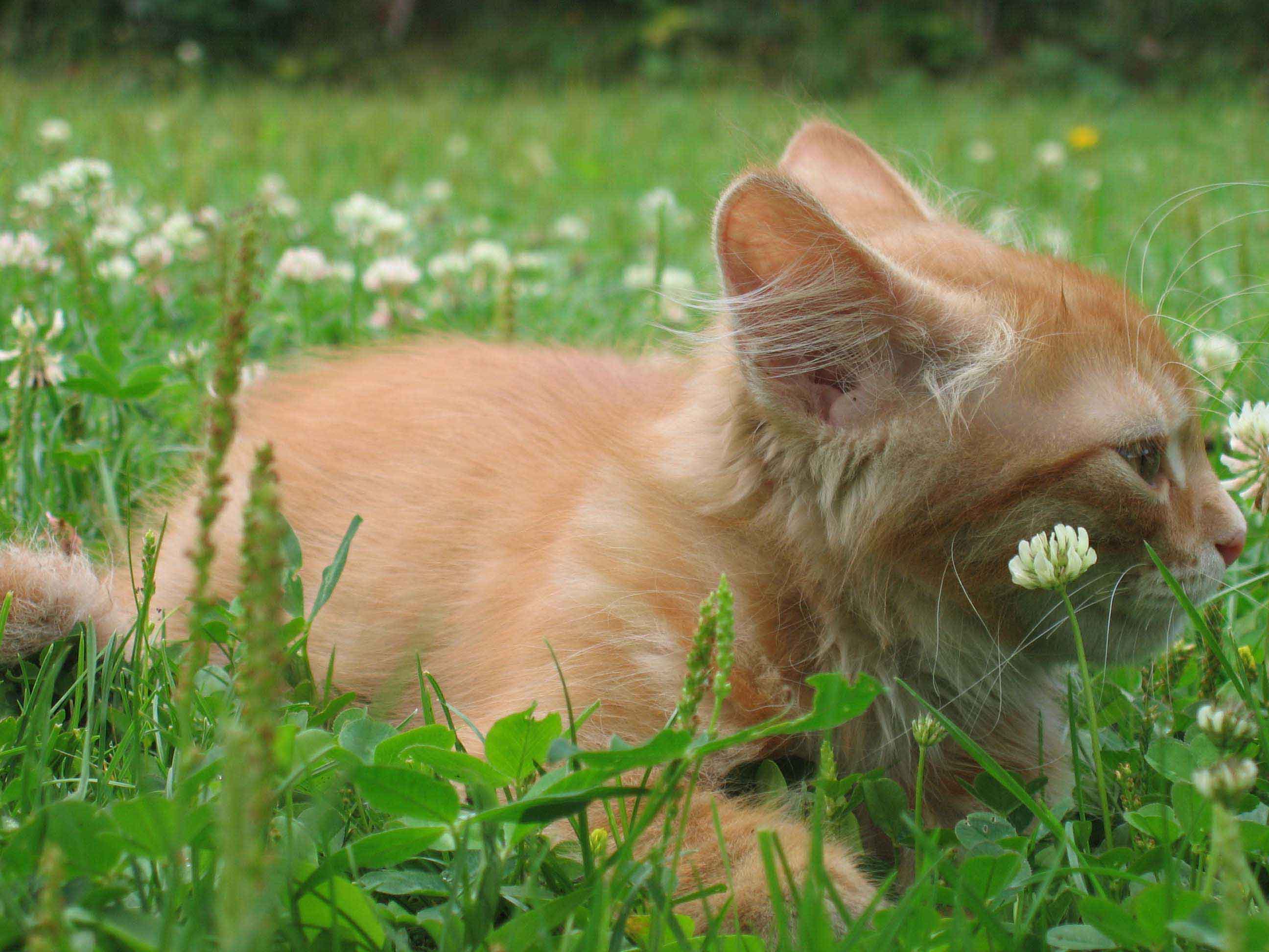 Котенок