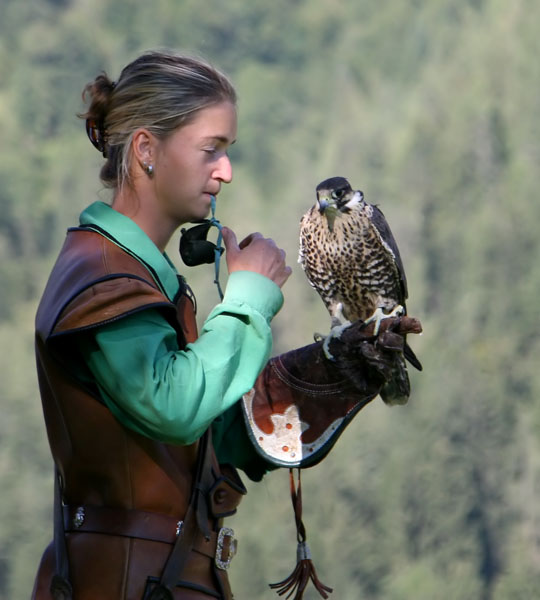 22571 Falcon show