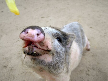 Улыбчивая хрюня