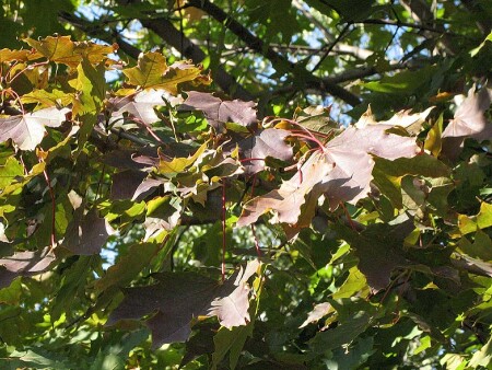 Листья далекой осени